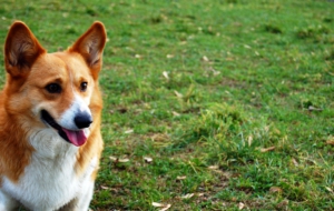 Welsh Corgi HD Wallpaper Welsh Corgi HD Wallpaper