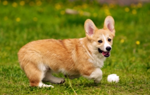 Welsh Corgi For Deskto Welsh Corgi For Deskto