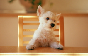 West Highland Terrier High Quality Wallpapers