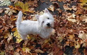 West Highland Terrier Pictures