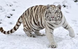 White Tiger HD Background