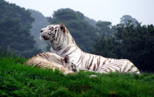 White Tiger HD Deskto
