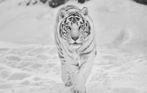 White Tiger For Deskto