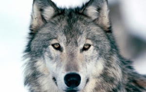 Wolf High Quality Wallpapers Wolf High Quality Wallpapers