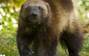 Wolverine 4K Wolverine 4K