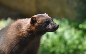 Wolverine Wallpapers