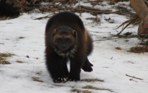 Wolverine Full HD Wolverine Full HD