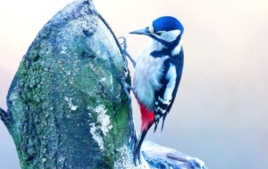 Woodpecker 4K