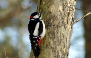 Woodpecker Computer Wallpaper