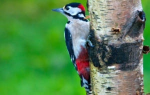 Woodpecker HD