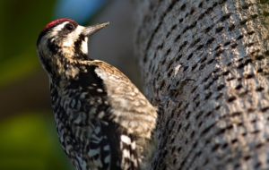 Woodpecker HD Background