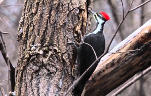 Woodpecker HD Deskto