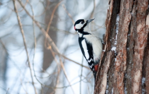 Woodpecker High Definition
