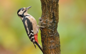 Woodpecker High Definition Wallpapers
