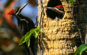 Woodpecker Images