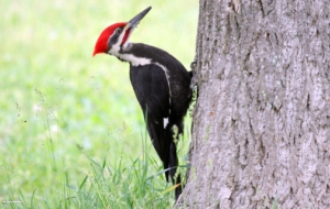 Woodpecker Wallpapers