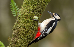 Woodpecker Wallpapers HD