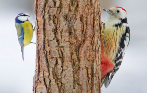 Woodpecker Full HD