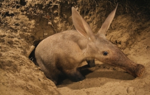 Aardvark Computer Wallpaper