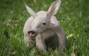 Aardvark HD Wallpaper