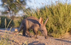 Aardvark High Definition Wallpapers