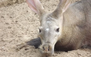 Aardvark High Quality Wallpapers