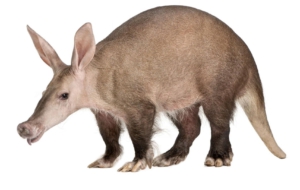 Aardvark Photos