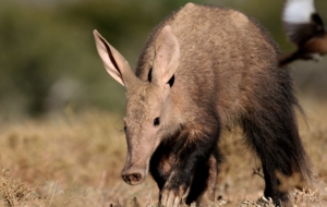 Aardvark Pictures
