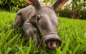 Aardvark Wallpapers