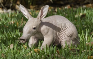 Aardvark Wallpapers HD