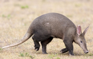 Aardvark Widescreen