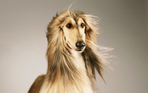 Afghan Hound Wallpapers HD
