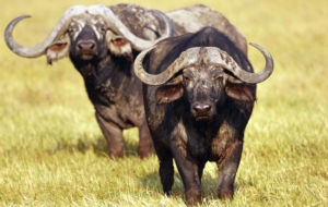 African Buffalo High Quality Wallpapers