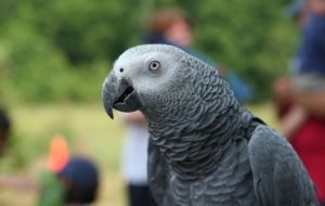 African Grey Parrot Computer Wallpaper