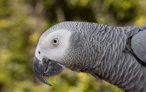 African Grey Parrot High Definition Wallpapers