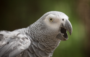 African Grey Parrot Photos