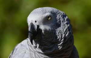 African Grey Parrot Pictures