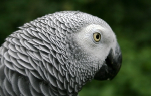 African Grey Parrot Wallpaper