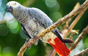 African Grey Parrot Widescreen