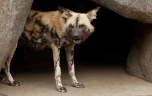 African Wild Dog HD