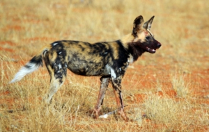 African Wild Dog HD Desktop