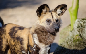 African Wild Dog HD Wallpaper
