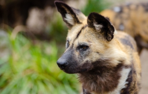African Wild Dog High Definition Wallpapers