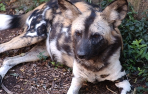African Wild Dog Photos