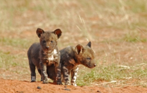 African Wild Dog Wallpapers HD