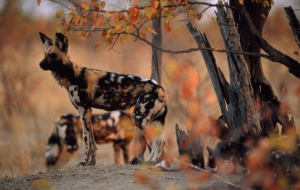 African Wild Dog Widescreen