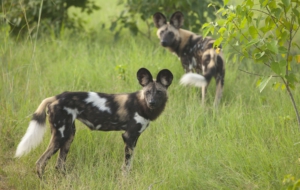 African Wild Dog Full HD