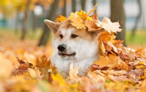 Akita Computer Wallpaper