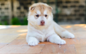 Akita High Quality Wallpapers