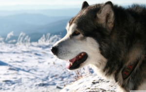 Alaskan Malamute Pictures